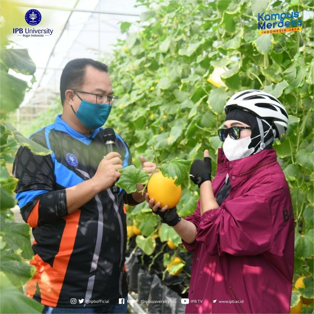 Mentan, MenkopUKM dan Wakil Direktur Utama BNI Panen Melon di Agribusiness and Technology Park IPB University (30/5)
#IPBUniversity 
#IPBNesian
#KampusTerbaik
#KampusMerdeka
#Innovation
#Melon
#Agribusiness
#AgribusinessTechnologyPark
#GoldenAlisha