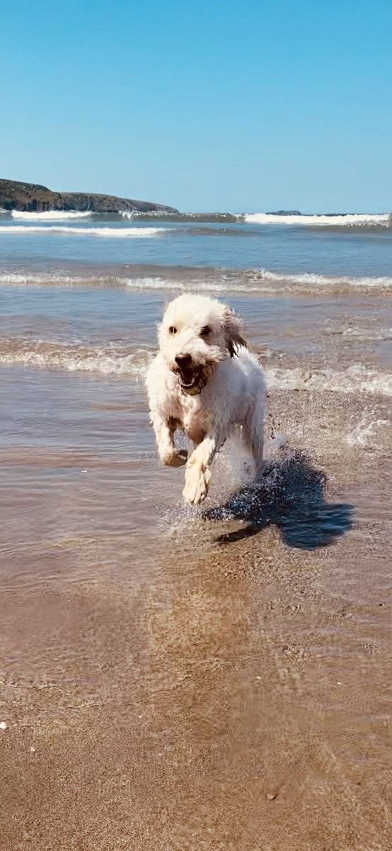 Half term! Hope all my friends at <a href="/KassiaAcademy/">The Kassia Academy</a> are enjoying the sunshine! I’m recharging my doggie batteries this week - see you all soon 🐶 #therapydoglife #holidays <a href="/LindsayKassia/">Lindsay</a>