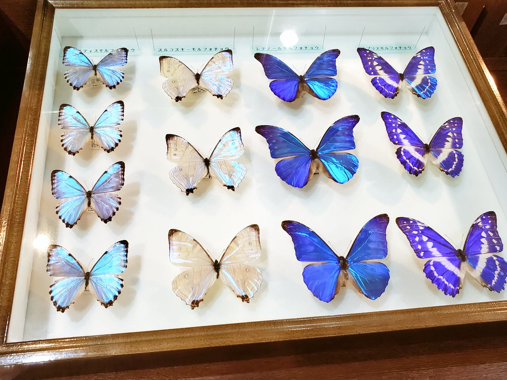 今日はモルフォ蝶の標本いっぱい見てきた。めちゃんこきれい 