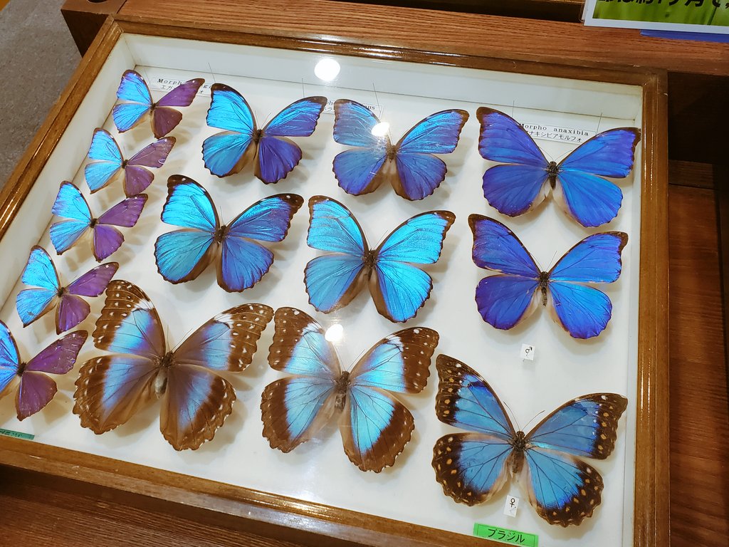 今日はモルフォ蝶の標本いっぱい見てきた。めちゃんこきれい 