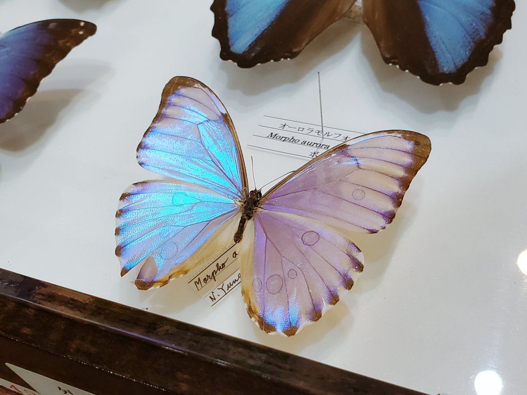 今日はモルフォ蝶の標本いっぱい見てきた。めちゃんこきれい 
