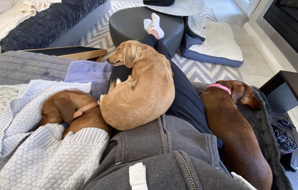 craestar's tweet photo. @CeliaPacquola There’s always room for more.  #NoRegrets #DogsAreBetterThanHumans https://t.co/ltGlgMzype