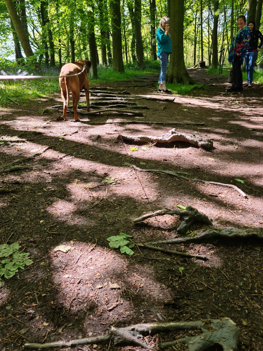 And_the_Beat's tweet image. Some sculptures are harder to spot than others at the Yorkshire Sculpture Park, but what a great variety...#speedbreakers #HemaliBhutar #notyouraveragetreeroots #YSP #yorkshiresculpturetrail #greatdayout