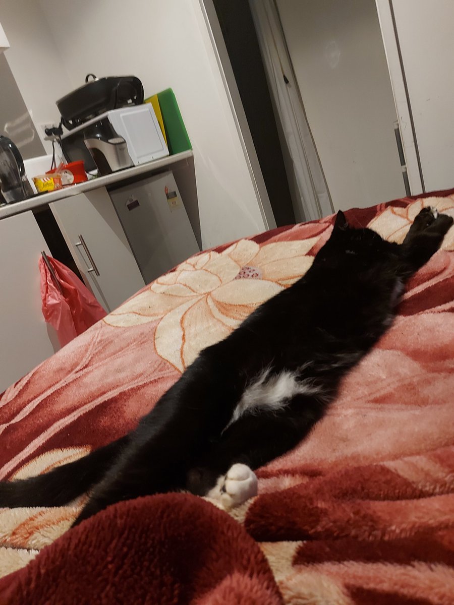 BoingInLeanbox's tweet image. //I'm returning to RP tomorrow but before let me share little miss Bernkastel