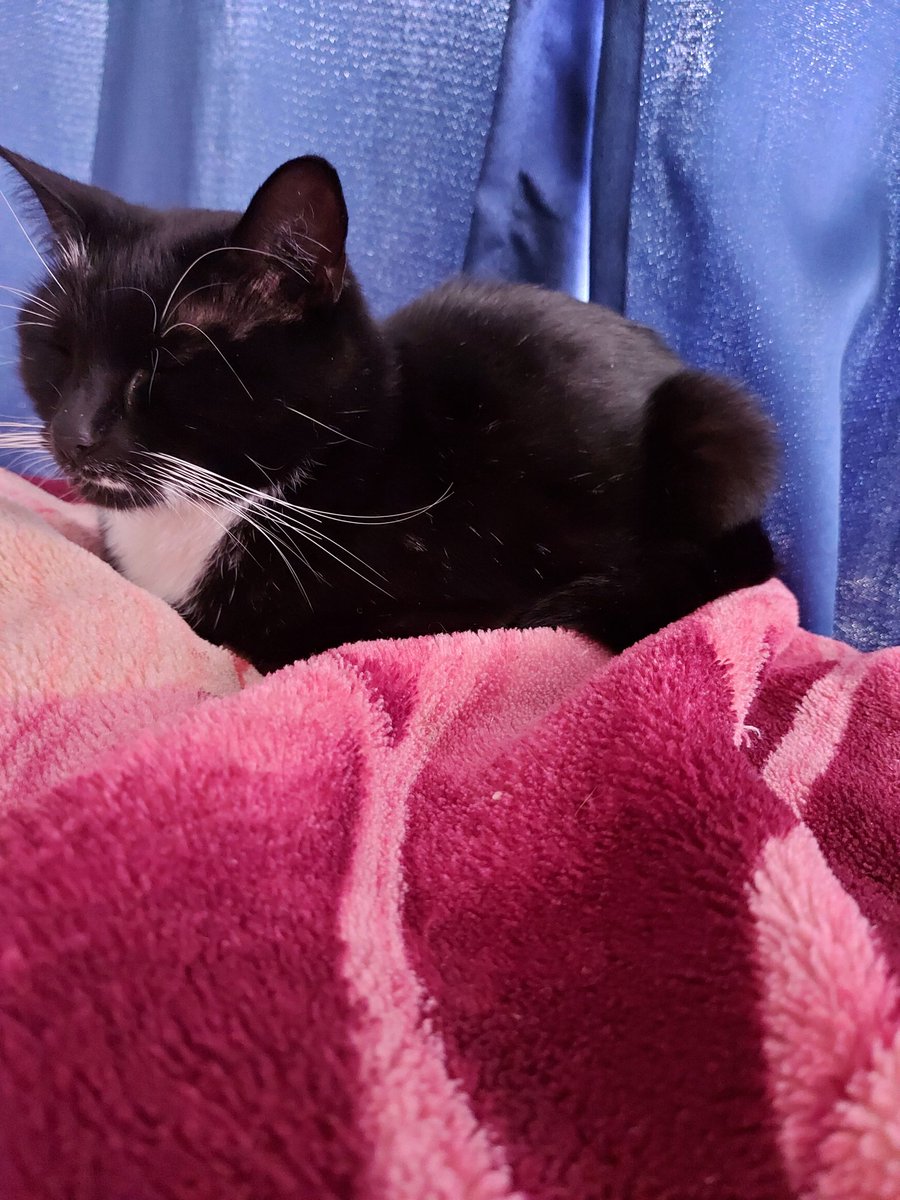 BoingInLeanbox's tweet image. //I'm returning to RP tomorrow but before let me share little miss Bernkastel