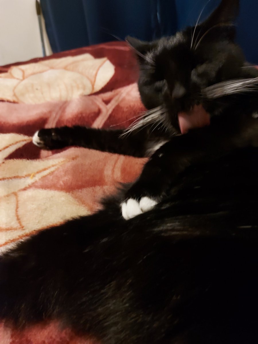 BoingInLeanbox's tweet image. //I'm returning to RP tomorrow but before let me share little miss Bernkastel