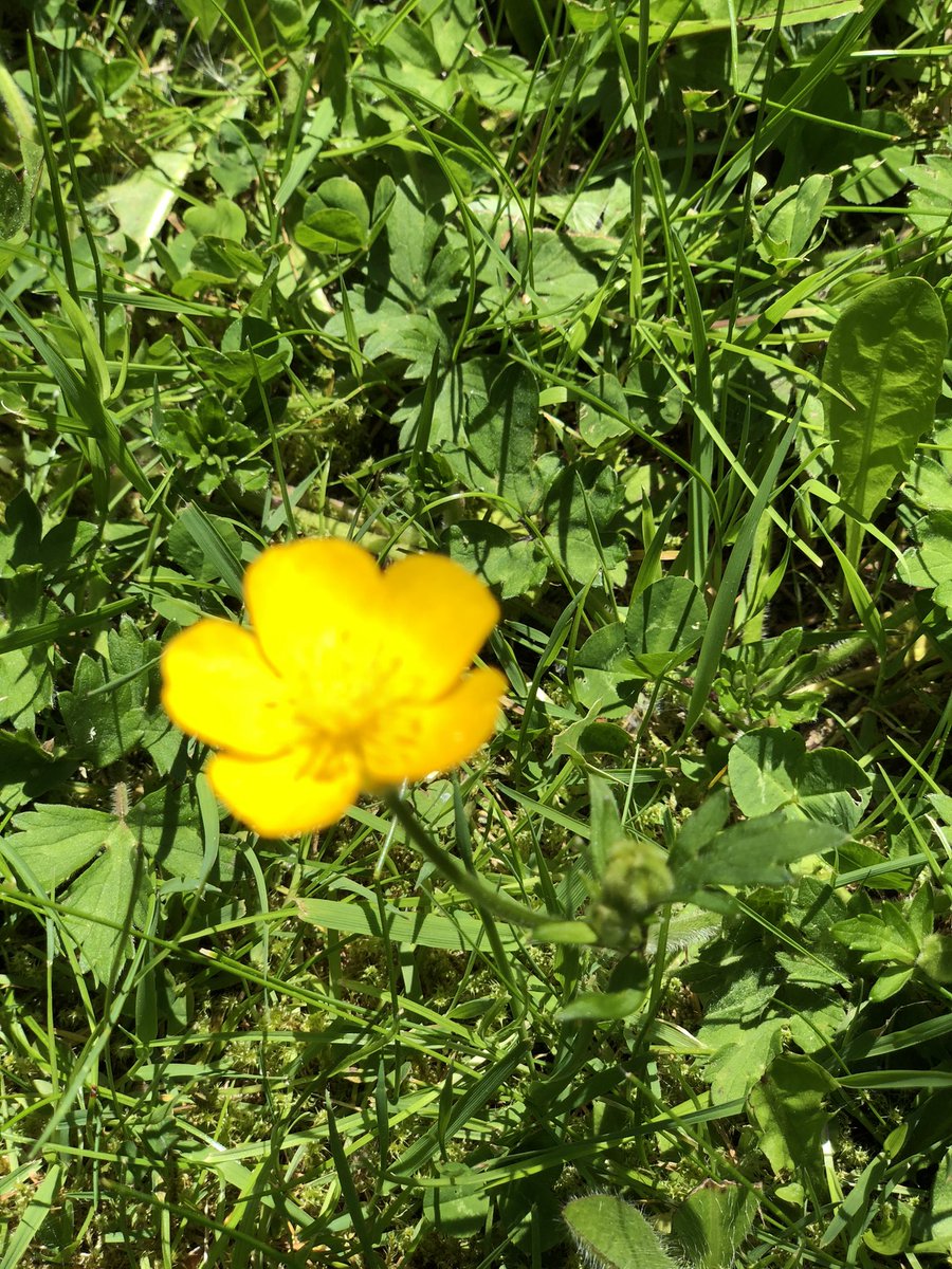 TVRadioPeg's tweet photo. Today in my little garden there’s all the #childhoodflowers. Been remembering #daisychains #buttercup butter testing and #dandelionclocks ☺️
#properenglishrose
#flowers #daisy #buttercup #dandion #summerdays #englishgarden #lawns #lovethesun #blueskies ###england #yorkshire https://t.co/rYELZgKVMN