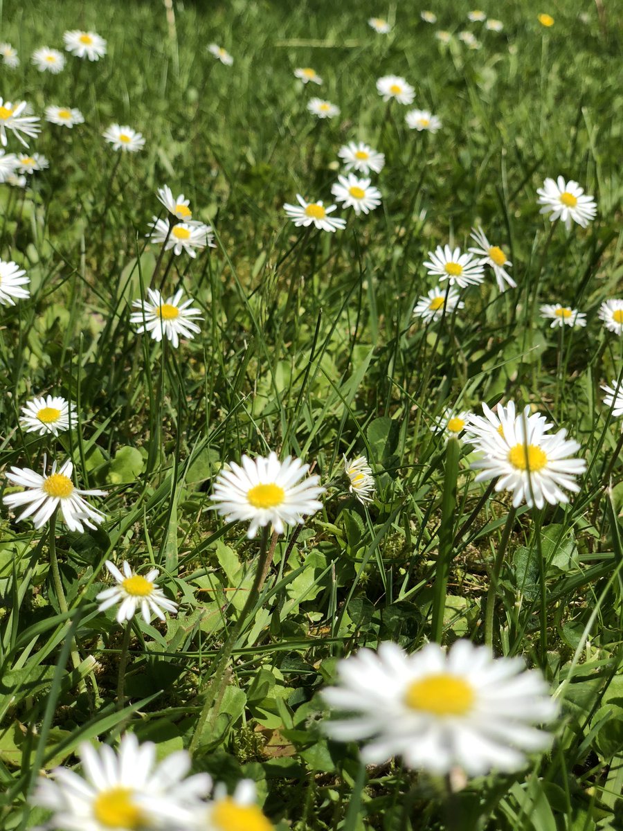 TVRadioPeg's tweet photo. Today in my little garden there’s all the #childhoodflowers. Been remembering #daisychains #buttercup butter testing and #dandelionclocks ☺️
#properenglishrose
#flowers #daisy #buttercup #dandion #summerdays #englishgarden #lawns #lovethesun #blueskies ###england #yorkshire https://t.co/rYELZgKVMN