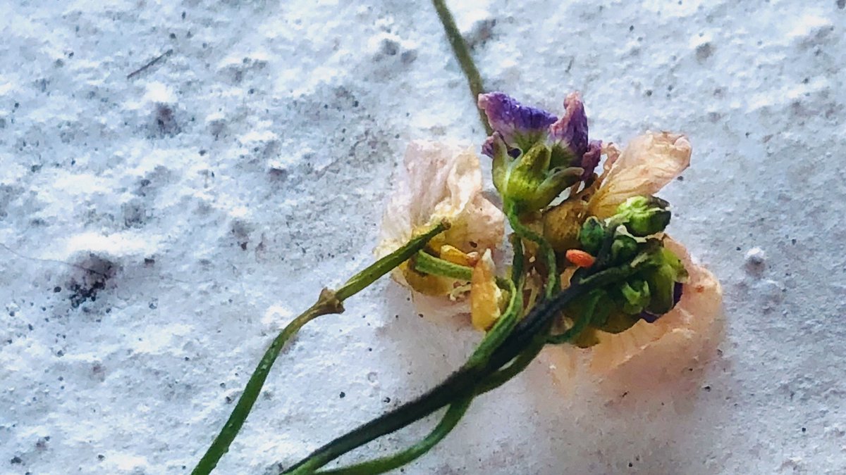 Em_taylor17's tweet image. I missed the lawnmowers by minutes.😕 Sifting through the fresh cuttings I only retrieved 1 of the dozen orange tip eggs that were there.  

This caterpillar will be going to a local nursery school, for the children to raise. 

We need to let our native plants grow. #NoMowMay