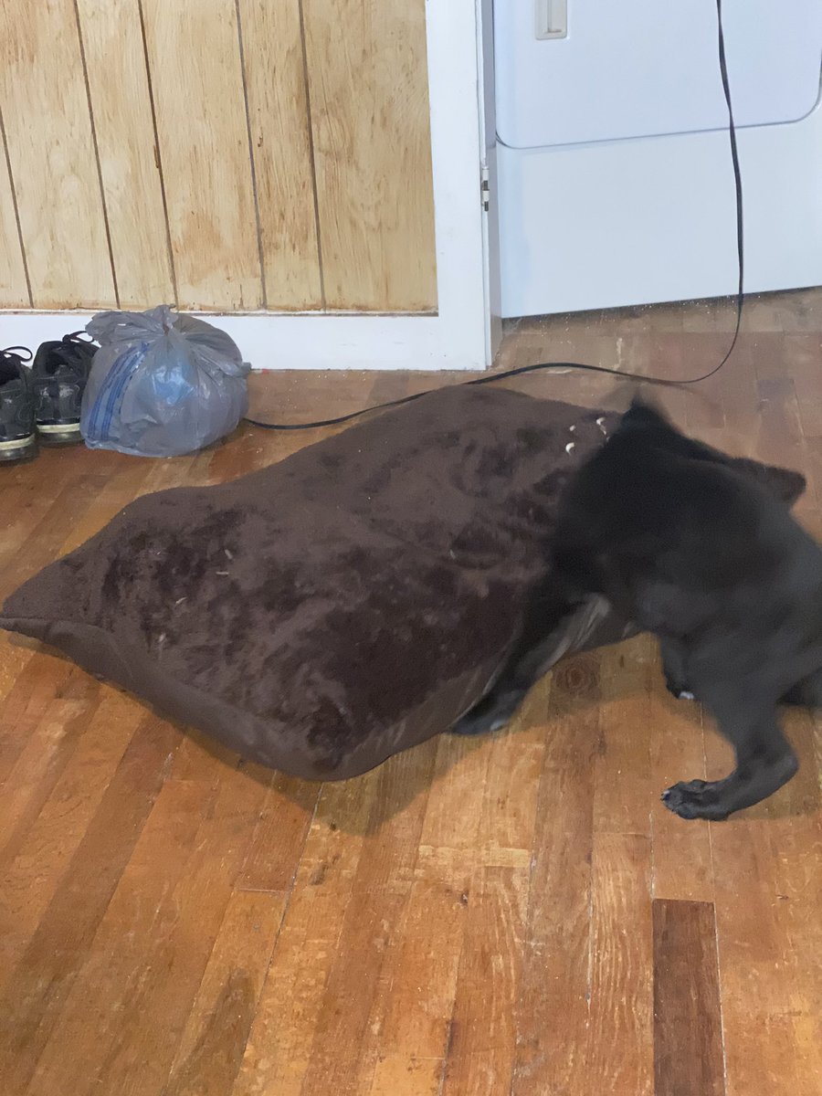 IMayBeReckless's tweet photo. So Thanks To @SpiteFireH20 , He Drove Me 3 Hours To Pick Up Aries. He Got His First Bath, And The Pillow Has Now Become His Enemy. https://t.co/lFGEemZyZF