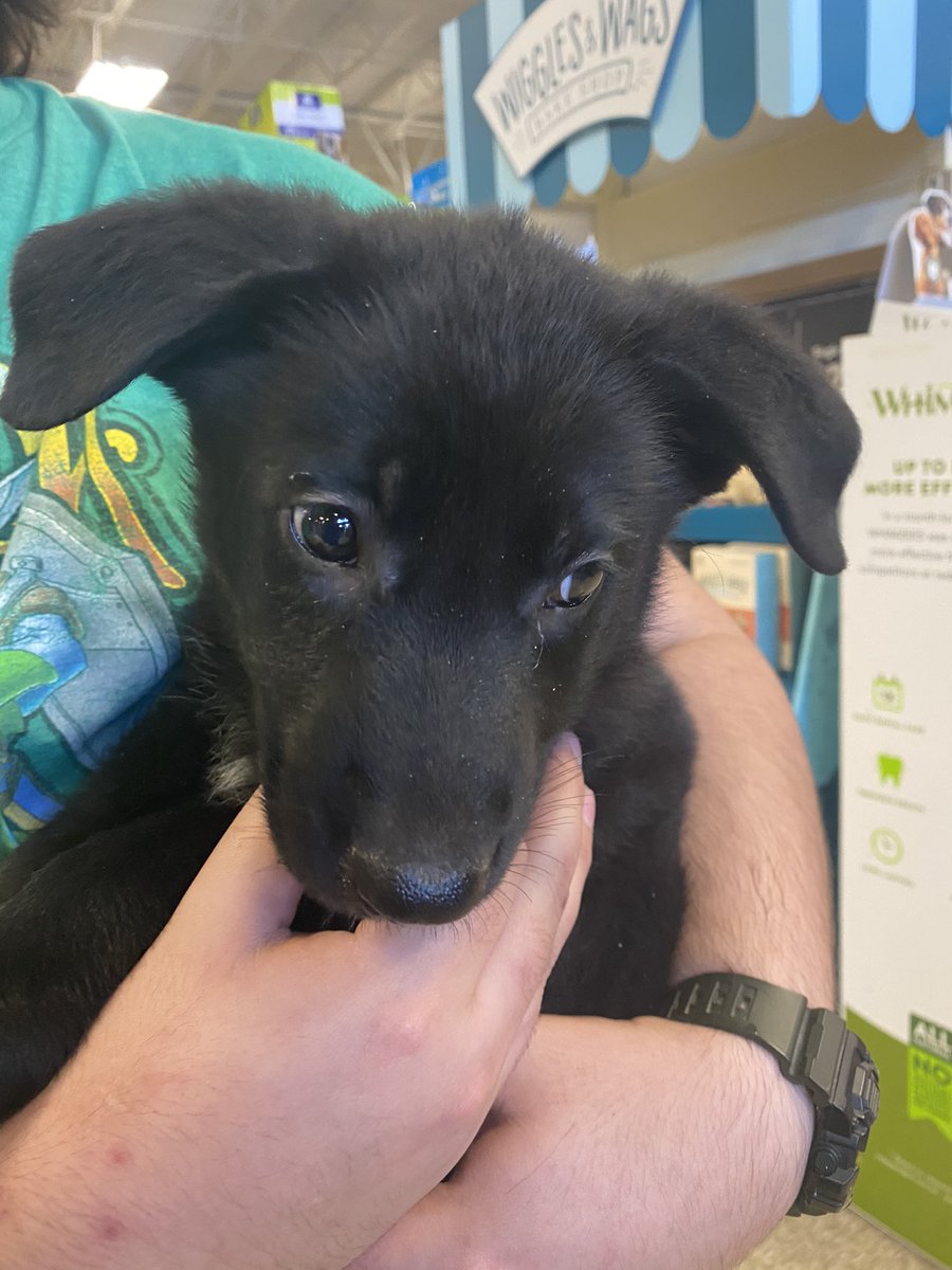 IMayBeReckless's tweet photo. So Thanks To @SpiteFireH20 , He Drove Me 3 Hours To Pick Up Aries. He Got His First Bath, And The Pillow Has Now Become His Enemy. https://t.co/lFGEemZyZF