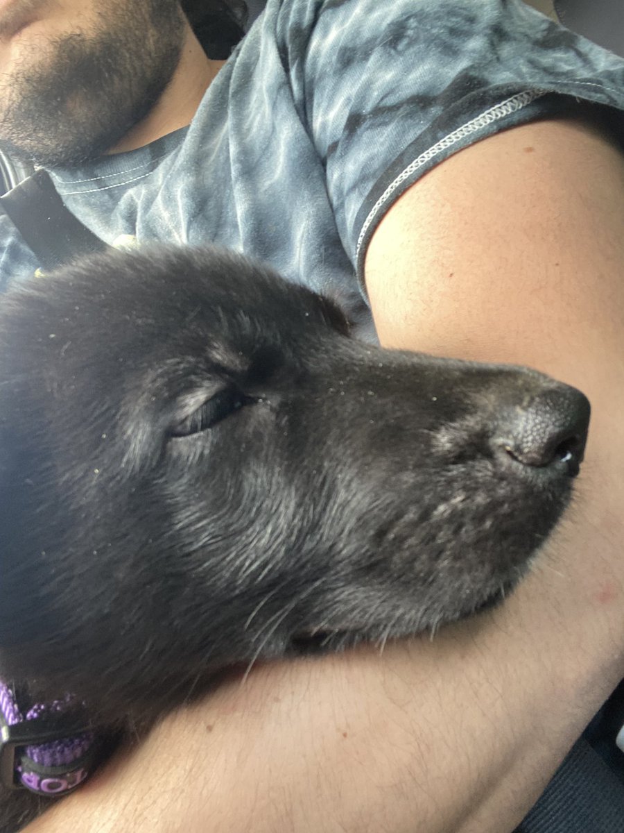 IMayBeReckless's tweet photo. So Thanks To @SpiteFireH20 , He Drove Me 3 Hours To Pick Up Aries. He Got His First Bath, And The Pillow Has Now Become His Enemy. https://t.co/lFGEemZyZF