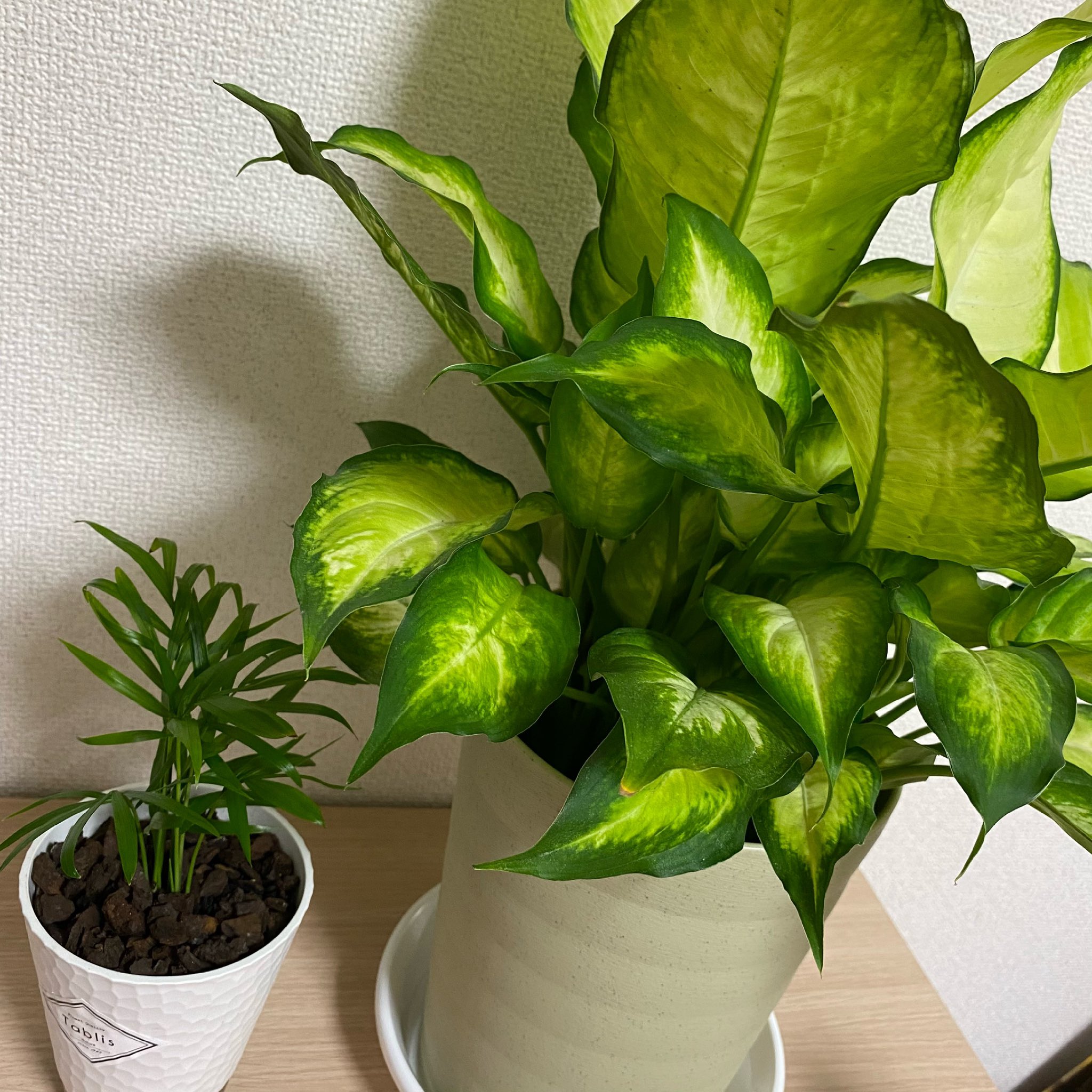 Toku 我が家に新しい仲間 観葉植物いいよなぁ 観葉植物 デヘンバキアカミーラ テーブルヤシ Plants 植物 T Co Ep4hjbqu39 Twitter