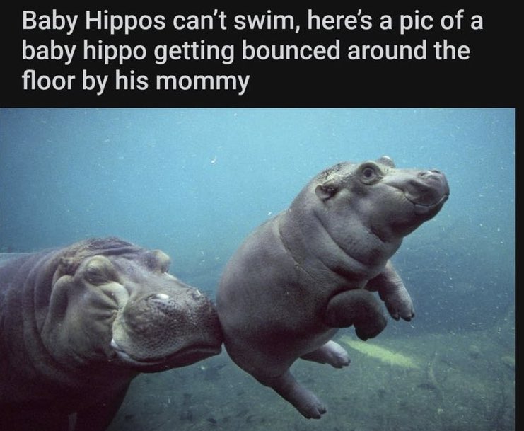 WholesomeMemes (@wholesomememe) on Twitter photo 