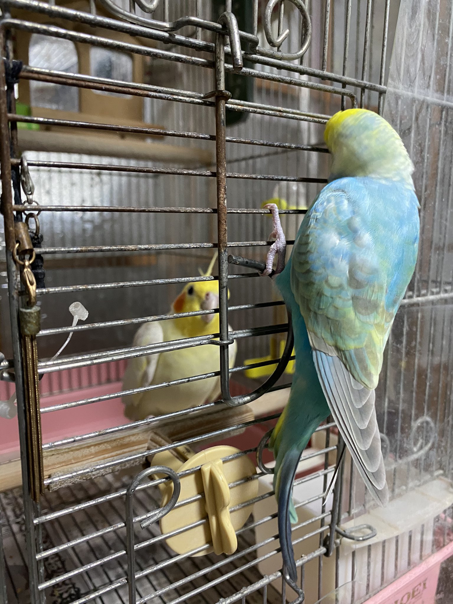 Tweets With Replies By 鳥千代 インコのしもべ Chiyochiyo0903 Twitter