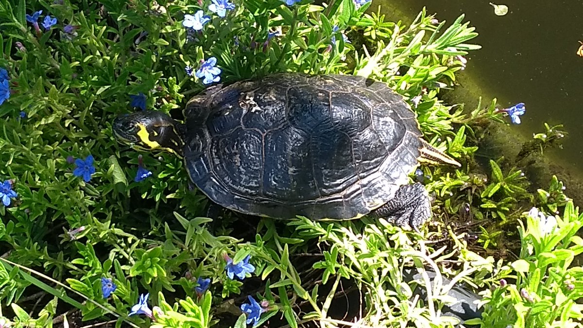 c3_toc's tweet image. Sonnige Sonntagsgrüße aus den Lieblings-Blumen 🌞🌼🌞