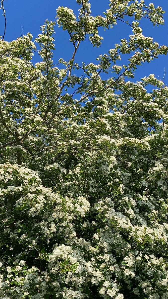 raymoloney's tweet photo. Aw... Faoi dheireadh... Cá raibh tú? Tagtha díreach in am don dheireadh na Bealtaine #samhraidh https://t.co/tacVcCOdRr