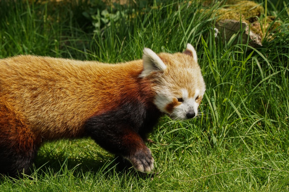 CotswoldWildlifePark tweet media