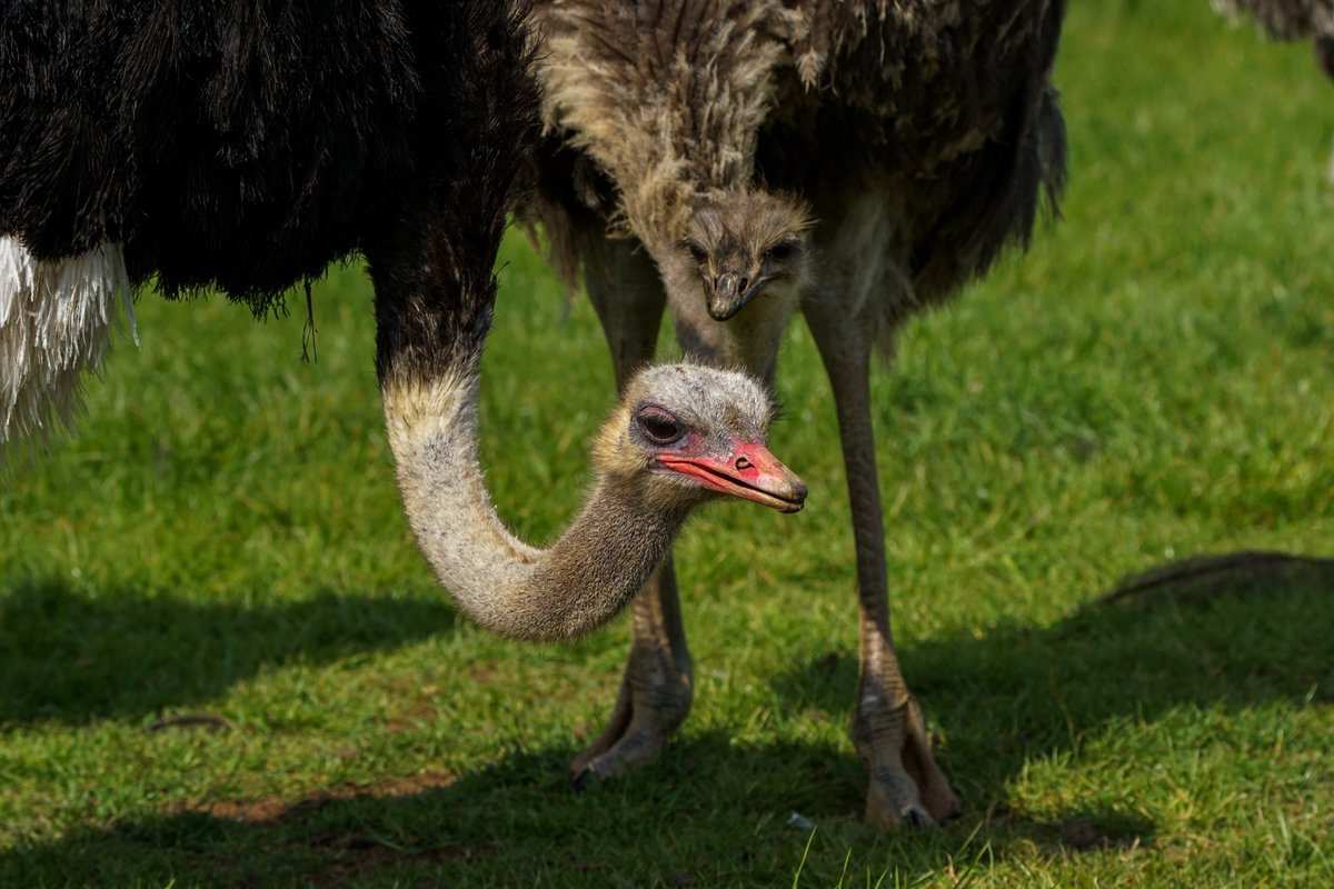 CotswoldWildlifePark tweet media