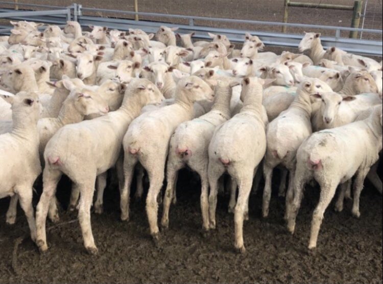 Troy Keating tweet media