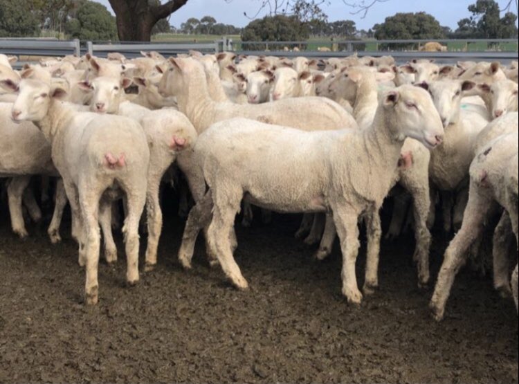 Troy Keating (@keatingtroy) on Twitter photo We’ve got a few lots of SIL BL/Merino ewe lambs for sale on <a href="/AuctionsPlus/">AuctionsPlus</a> this Tuesday. These ewe lambs pictured are #inverbrackie over <a href="/BenDuxson/">Ben Duxson</a> Glendemar/Aloeburn ewes joined to <a href="/LambPrime/">GeminiPrimeLambSires</a> Gemini low birthweight, high growth and muscle at 152% in lamb. We’ve got a few lots of SIL BL/Merino ewe lambs for sale on <a href="/AuctionsPlus/">AuctionsPlus</a> this Tuesday. These ewe lambs pictured are #inverbrackie over <a href="/BenDuxson/">Ben Duxson</a> Glendemar/Aloeburn ewes joined to <a href="/LambPrime/">GeminiPrimeLambSires</a> Gemini low birthweight, high growth and muscle at 152% in lamb.