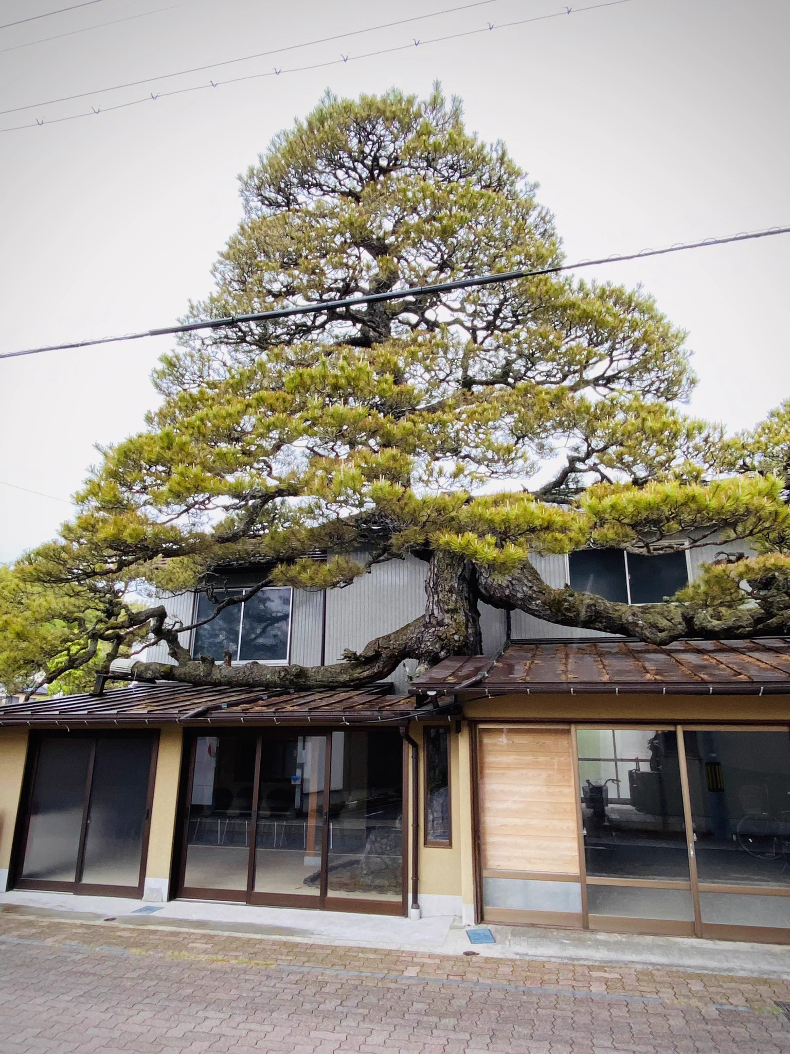 古い街並みを探していたら？島根県に家をブチ破って生えた松が発見されるwww