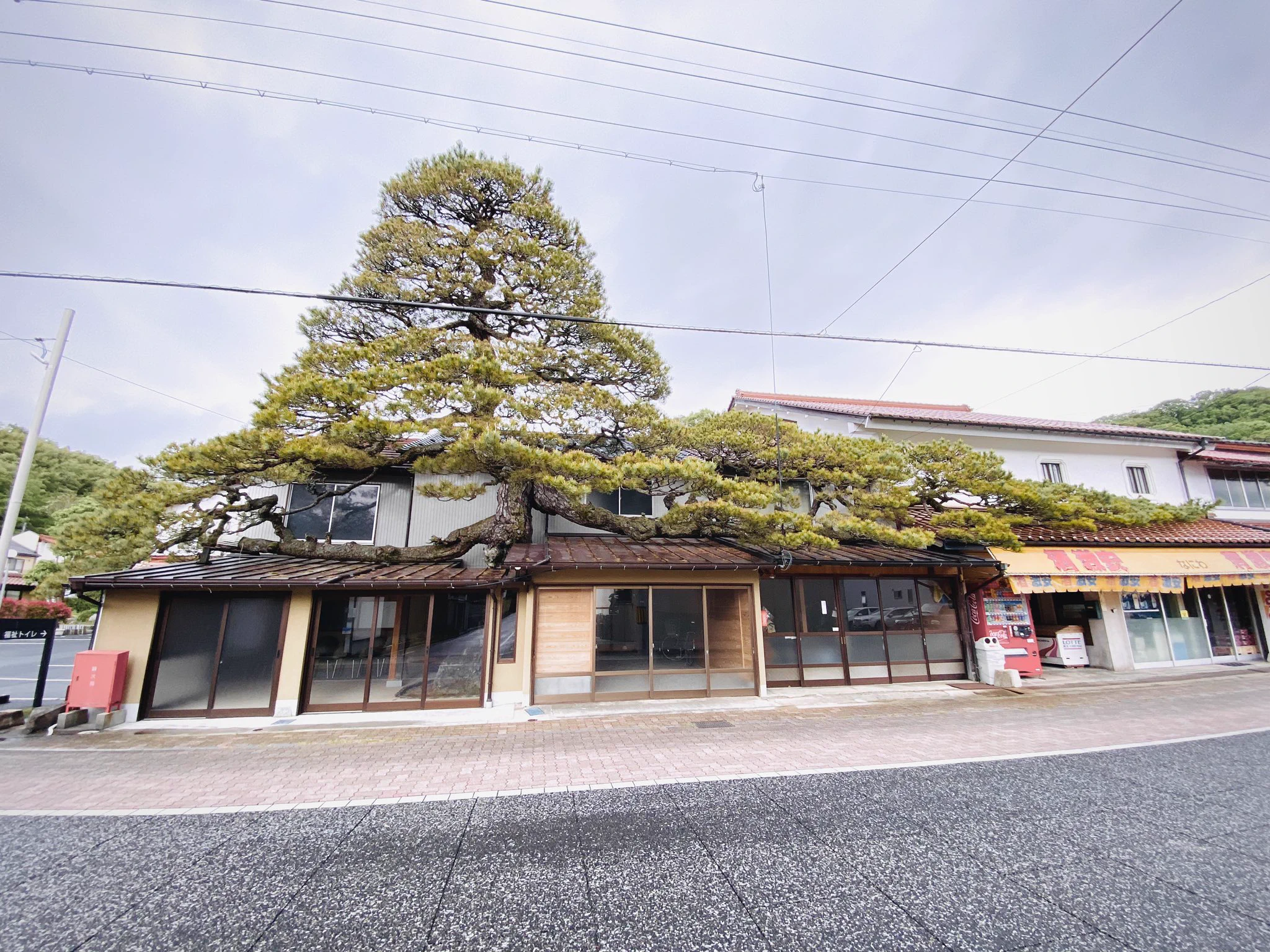 古い街並みを探していたら？島根県に家をブチ破って生えた松が発見されるwww