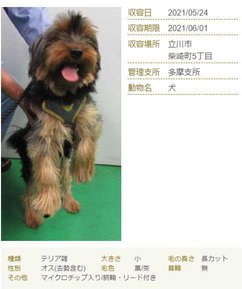 ただいま昼寝中 東京都 動物愛護相談センター5月24日 城南島に猫1 問い合わせは本所 多摩にマイクロチップ入りの犬 胴輪 リード付 収容期限6月1日 迷子を捜している飼い主のための情報です 譲渡募集ではありません T Co Wfco1mi5dv Twitter ただいま昼寝中 東京都 動物愛護相談センター5月24日 城南島に猫1 問い合わせは本所 多摩にマイクロチップ入りの犬 胴輪 リード付 収容期限6月1日 迷子を捜している飼い主のための情報です 譲渡募集ではありません T Co Wfco1mi5dv Twitter