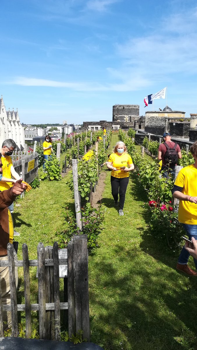 Action de nettoyage des vignes du château. Plutôt sympa le cadre 😍
#journeecitoyenne #Angers