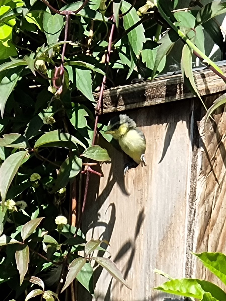 Brad84MJ's tweet photo. @Natures_Voice we used the bird box pattern from your website in Lockdown one. It worked a treat!! This little guy can't wait for more 🐛 . @ChrisGPackham @IoloWilliams2 will it fledge soon? https://t.co/0HOZTk0PA0