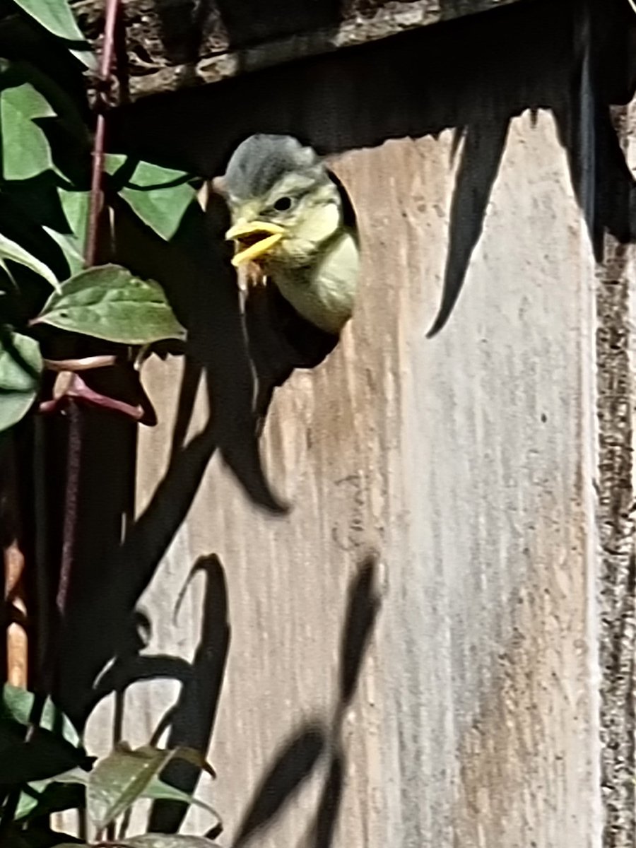 Brad84MJ's tweet photo. @Natures_Voice we used the bird box pattern from your website in Lockdown one. It worked a treat!! This little guy can't wait for more 🐛 . @ChrisGPackham @IoloWilliams2 will it fledge soon? https://t.co/0HOZTk0PA0