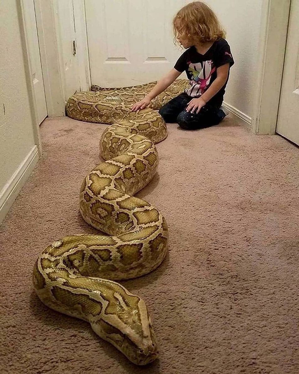 travel4freak's tweet image. Found my kid a new babysitter
:
#smartcandy
#burmesepython
#reticulatedpythons #burmesepythons
#python #pythonlove #pythonsofinstagram
#pythons #snake #snakes #snakelove
#snakelover #snakeoftheday
#snakesofinstagram #snakes #reptiles #reptile
#animallovers
#reptilegirl #repti