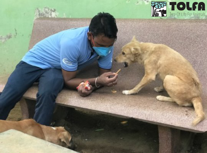 TOLFAcharity's tweet photo. KEEPING GOING FOR THE ANIMALS
This devastating #COVIDSecondWave in #India is far from over & we are all exhausted.
But the animals need us & we will keep going 365 days a year. It is only thanks to our brilliant #TeamTOLFA that we can continue rescuing animals in need.
#TOLFA https://t.co/owkwsxCP5d