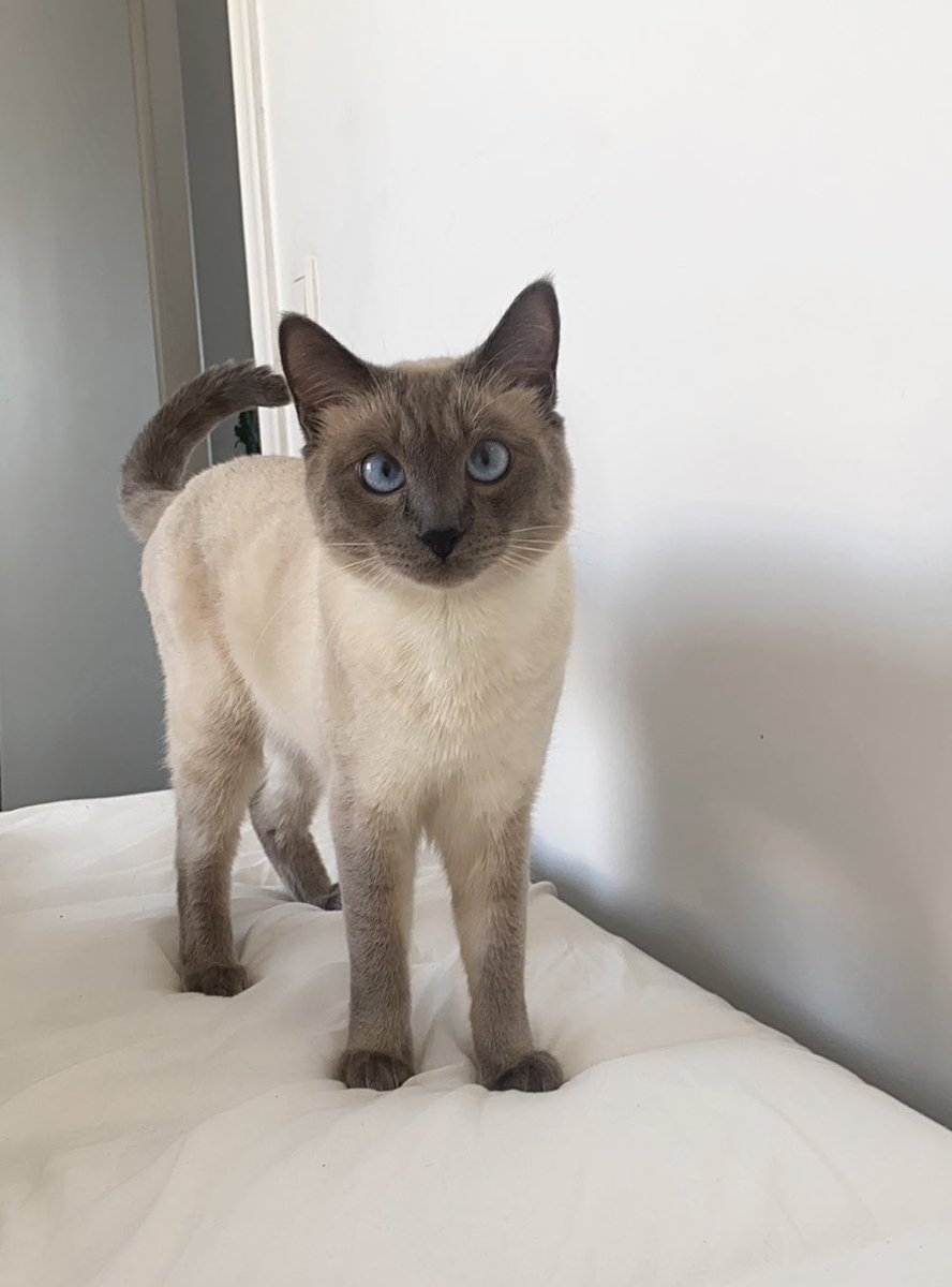 𝔥𝔞𝔫 𝔬𝔲𝔞𝔦𝔰 🍺 tweet media