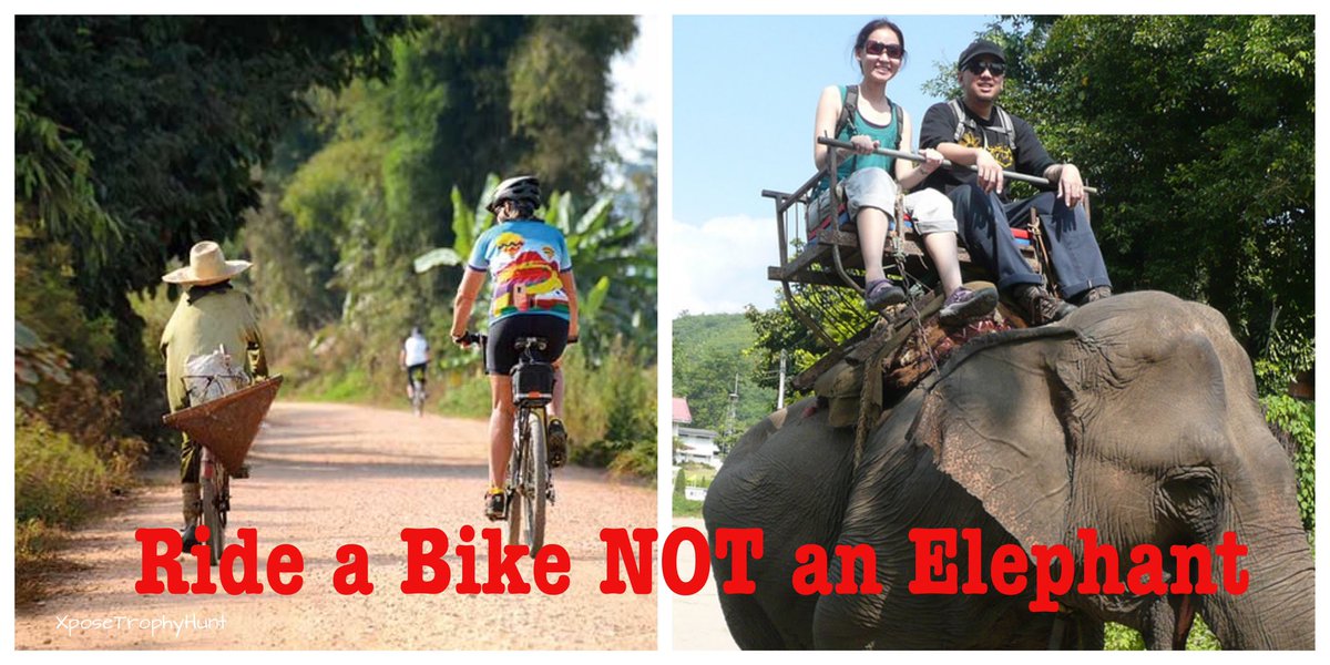 dansedanslanuit's tweet image. #RideABikeNotAnElephant
#elefanti
#30maggio 
#BuonaDomenica 
#AnimalRights 
#animali 
#NoAlMaltrattamentoAnimali