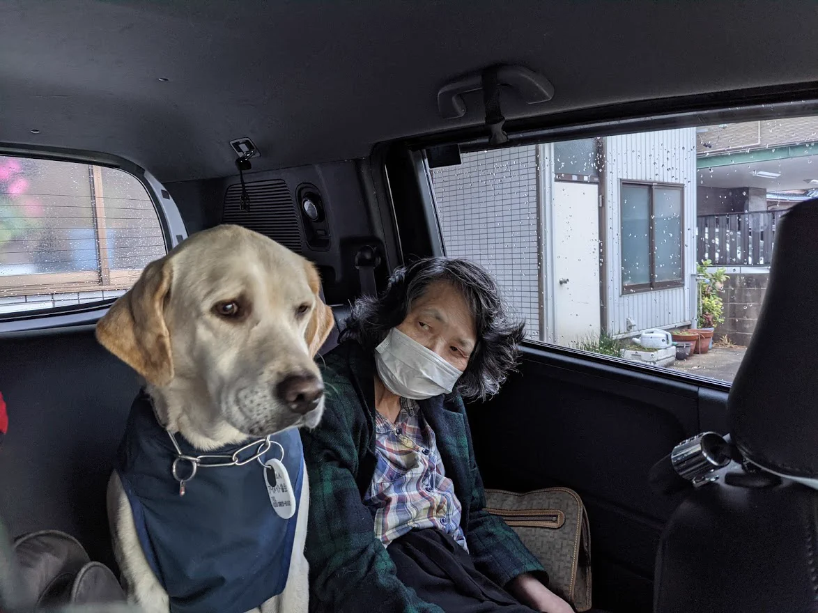 @nofkOzrKtKUViTE うちの子も、タクシーではそんな感じですね。自家用車だと・・・・・席に座って、「はよ、出発はよ。」とせかしてきます。いや、いくらプライベートやからと言って、一応盲導犬だよね・・・・ 