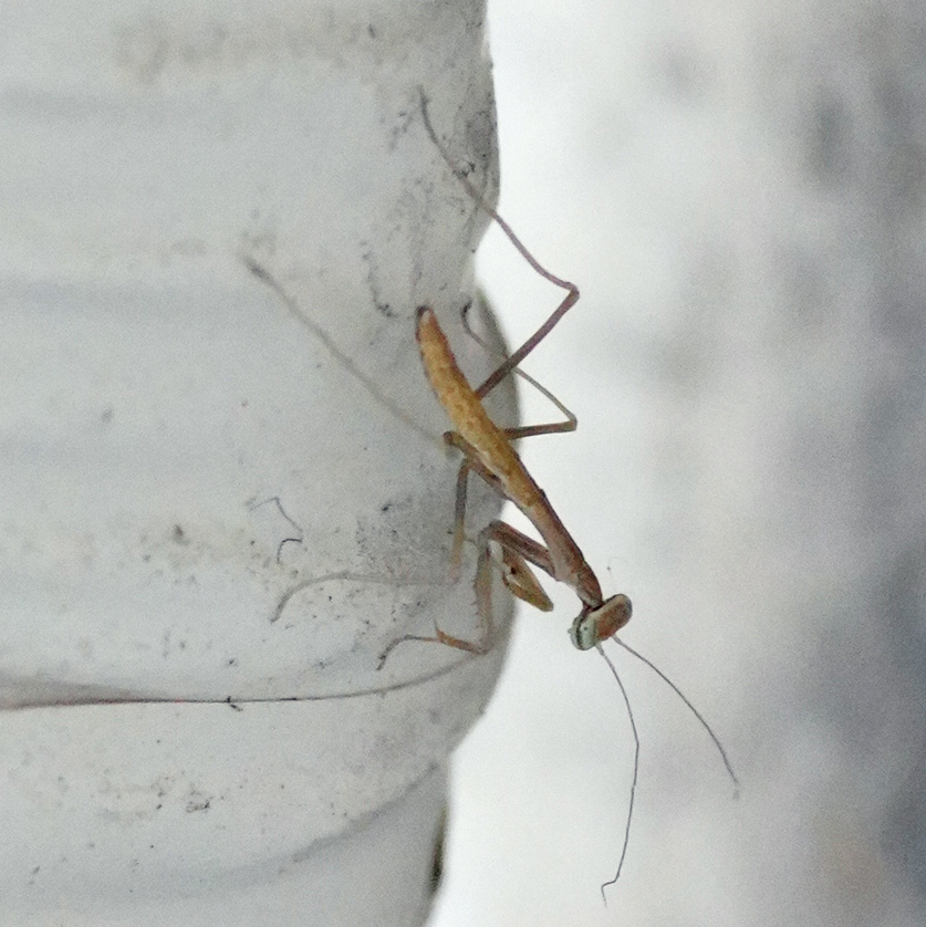 カマキリの幼虫