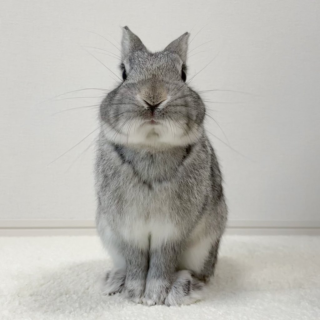 ぼくぽん太です ぼくうさぎさんだよ Boku Ponta Desu Twitter ぼくぽん太です ぼくうさぎさんだよ Boku Ponta Desu Twitter