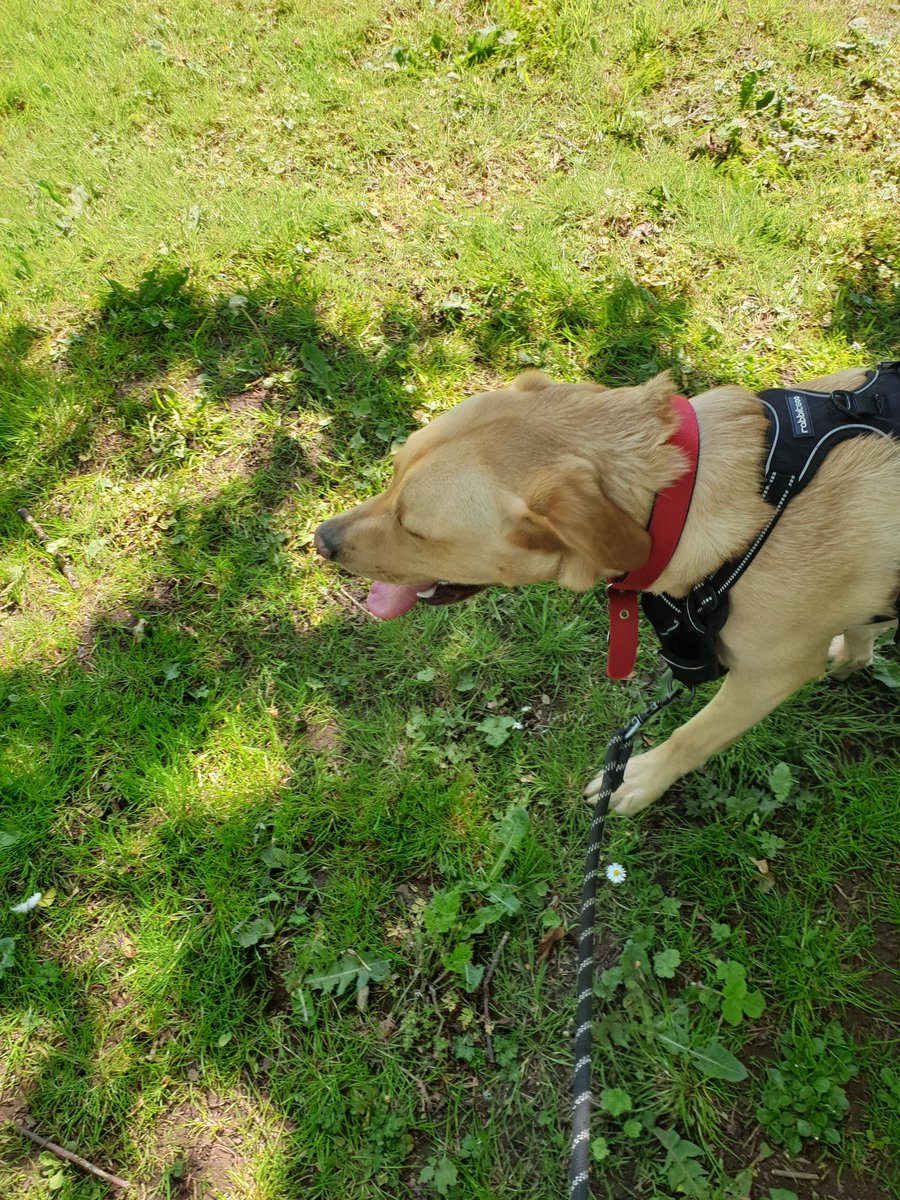 Tom_Northodox's tweet photo. Just walking the dog so feel free to hit me with your publishing questions #askapublisher #WritingCommunity 

#amwriting #publishing #author #writer https://t.co/nu0yvPm6qh