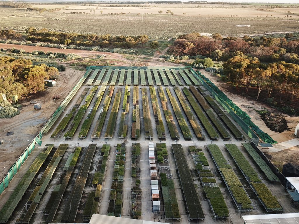 Chatfield’s Nursery view of 2.8 million cells for 2021, well into grading so we will know if there are spares soon! Deliveries started 2 weeks ago.. let us know when you want yours so we can make a plan! #australiannatives #chatfieldstrees