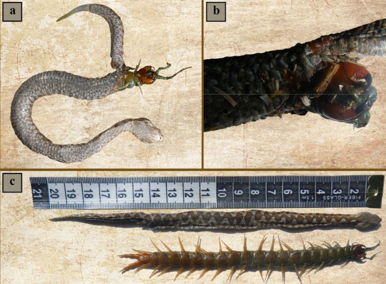 azzmilan's tweet photo. A centipede that was eaten alive, then ate it's way out from the inside of a juvenile nose-horned viper. Check it out on; DOI:10.37828/em.2014.1.2 https://t.co/oMobet6nYW