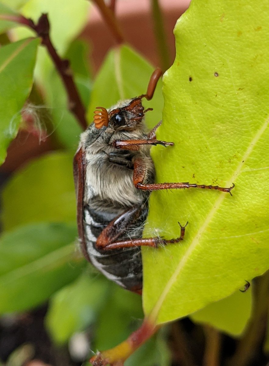 alimhay's tweet photo. Trap on tour to #VC33 Nut tree tussock and Swift both lifers (short career in mothing) and who doesn't love a Cockchafer?
#MothsMatter #Coleoptera https://t.co/dtDFTReXk9