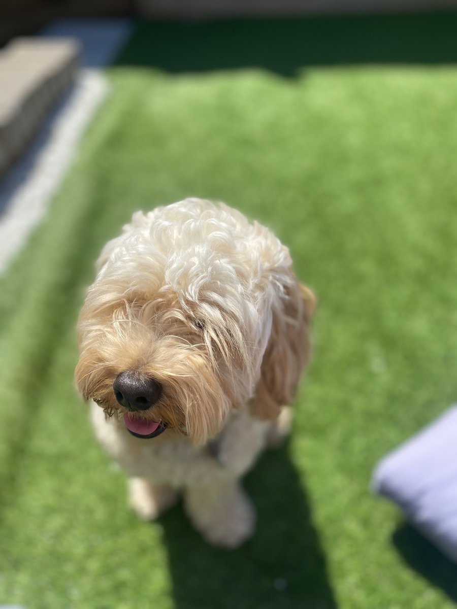 Happy Bank Hols 🐶🌻☀️