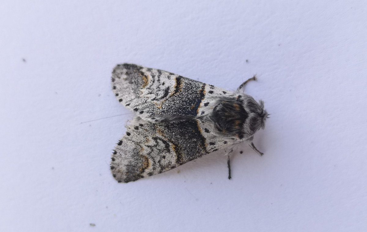 Nice weather! Finally! A night with the #bat detector and #moth trap and a day #reptile #butterfly &amp; #beetle surveying &amp; #bird watching. That's better! #MothsMatter <a href="/savebutterflies/">Butterfly Conservation 🦋</a> <a href="/AFONature/">A Focus On Nature</a>
#UniMothChallenge #teammoth #relaxation