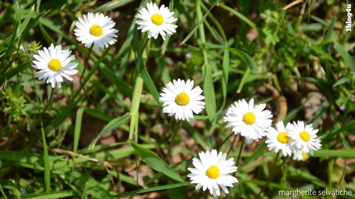 Ruggieri88's tweet photo. 💛MILANO: margheritine selvatiche 
.
#LeucanthemumVulgare #MargheritaDiploide #margherite #wilddaisy #daisies #milanoverde #parchiitaliani #urbanpark #CityLifepark #parcoTreTorri #LauraGatti #botanica
.
#1blog4u #GabriellaRuggieri #Milano #Italy https://t.co/m4prdsP263