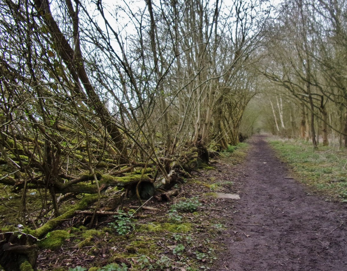 Solihull Tree Wardens tweet media