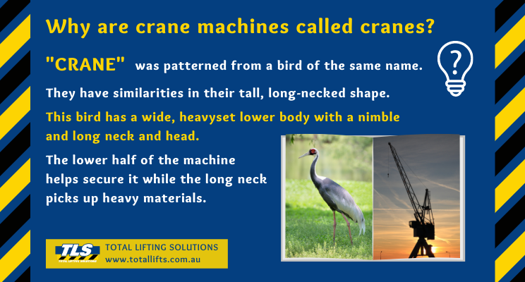 argardiner00's tweet photo. Did you know?
Why are crane machines called cranes?
#totalliftingsolutions #trivia #crane https://t.co/MDzup0LEdZ