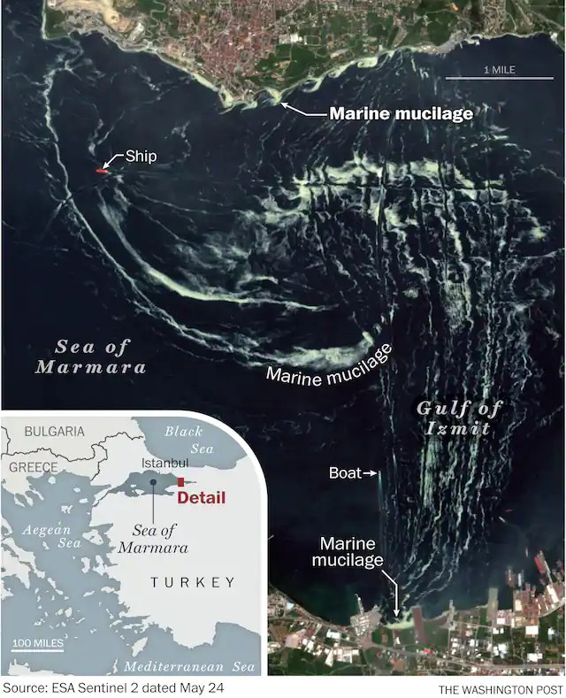İzmit Körfezi'ndeki deniz salyası durumu, uzaydan görünüm