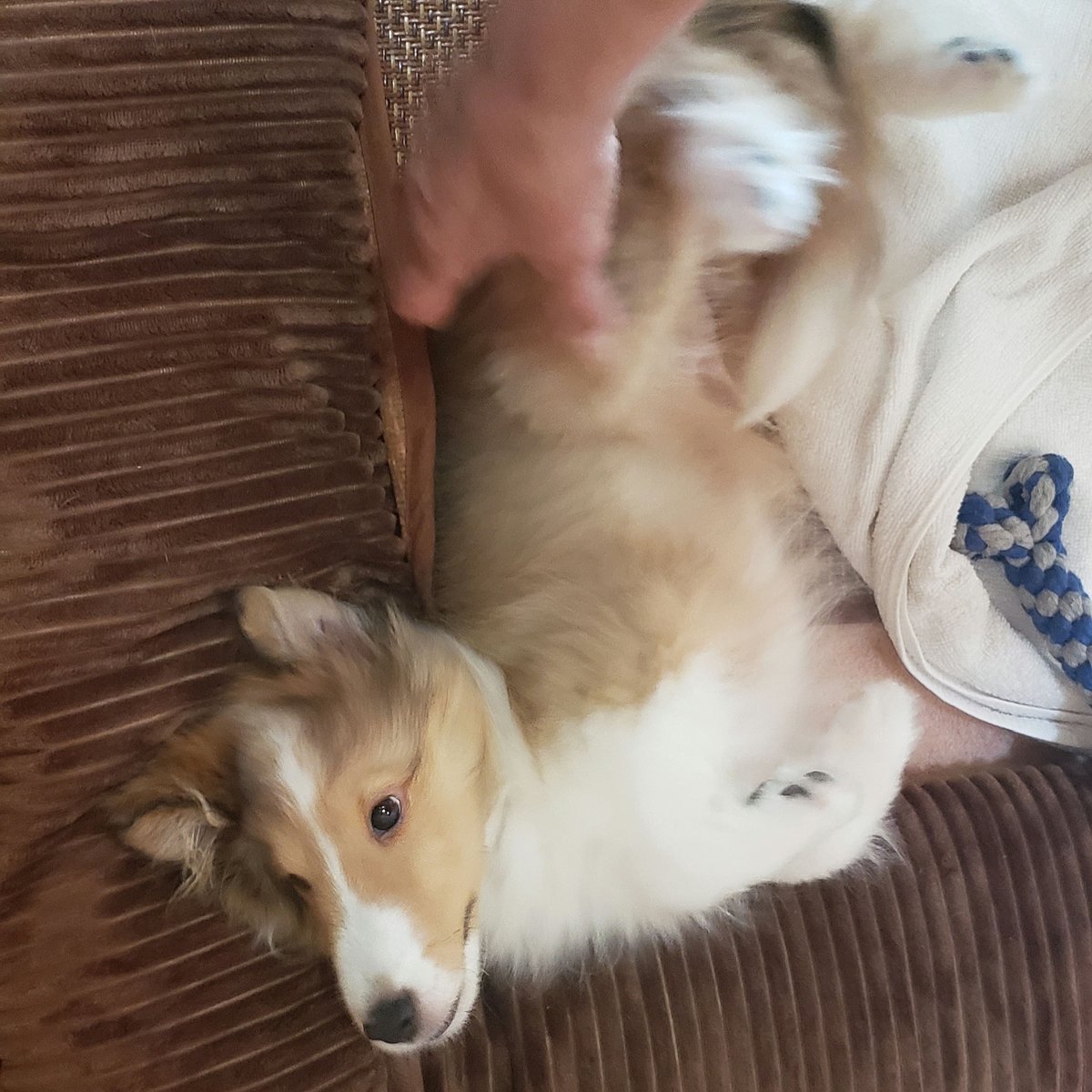kamenriderteru's tweet photo. ♪愛しい犬(やつ)のbogeeがきこえるーーまーで♪(#西郷輝彦「#PASADENAFREEWAY」より) https://t.co/bxNBPzab9P