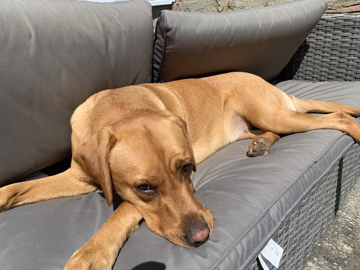 Julian_John_'s tweet photo. #ItsADogsLife #RedLab #BonJon 💛 https://t.co/RVoDorxcfV